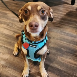 a small dog in a harness