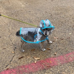 a dog in a raincoat